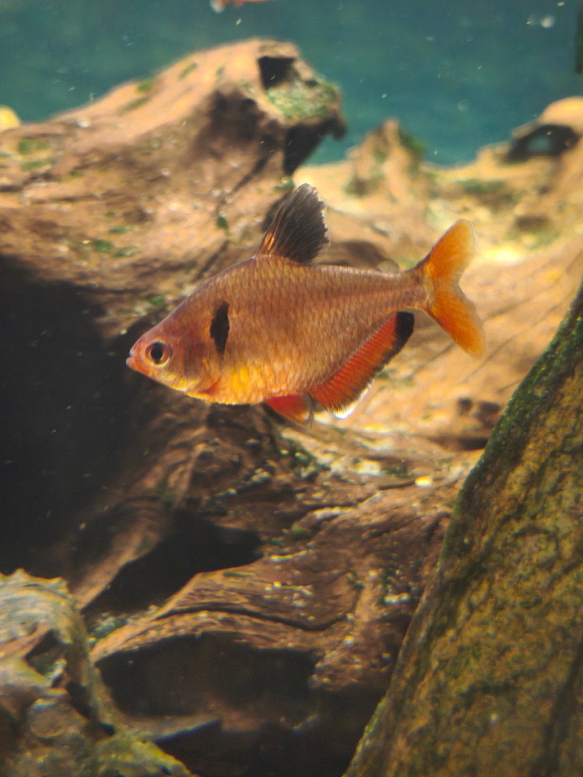 Serpae Zalm ook bekend als Rode Minor, Animaux & Accessoires, Poisson, Poisson d'eau douce