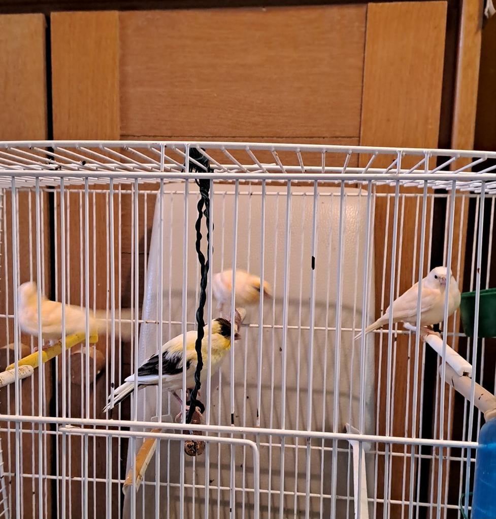 4 jonge kanaries vn t voorjaar.ophalen in Leuven.mooi, gezon, Dieren en Toebehoren