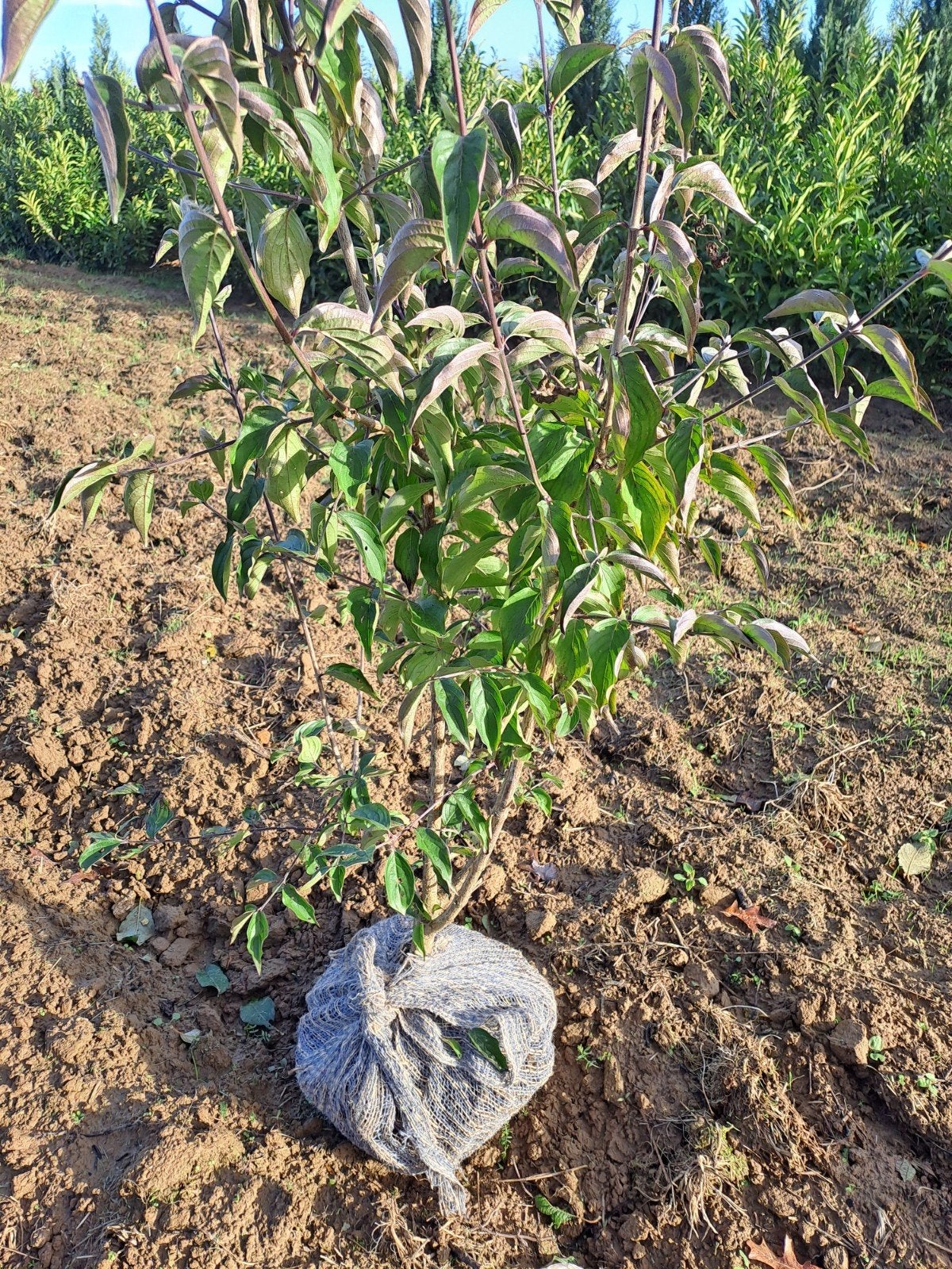 Cornus mas Gele kornoelje, Tuin en Terras, Ophalen
