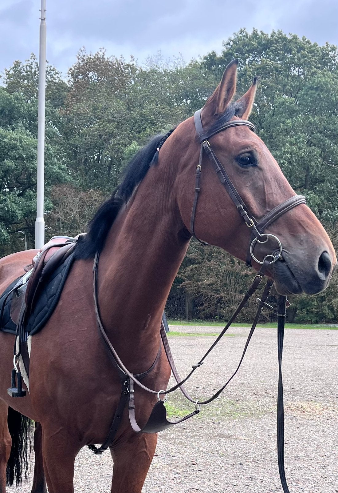 Springpaard, Dieren en Toebehoren, Ruin, Springpaard