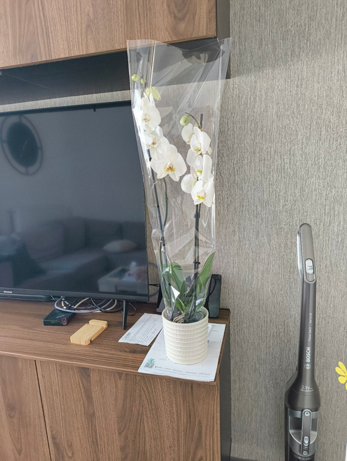 Kamerplant Orchidee, Huis en Inrichting, Kamerplanten, Bloeiende kamerplant, Ophalen, In pot, Halfschaduw