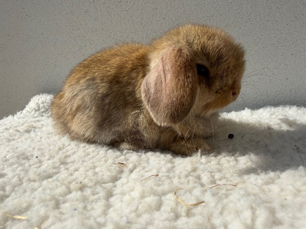 Prachtig nestje raszuivere minilop konijntjes, Dieren en Toebehoren, Konijnen, Meerdere dieren, Dwerg, Hangoor, 0 tot 2 jaar