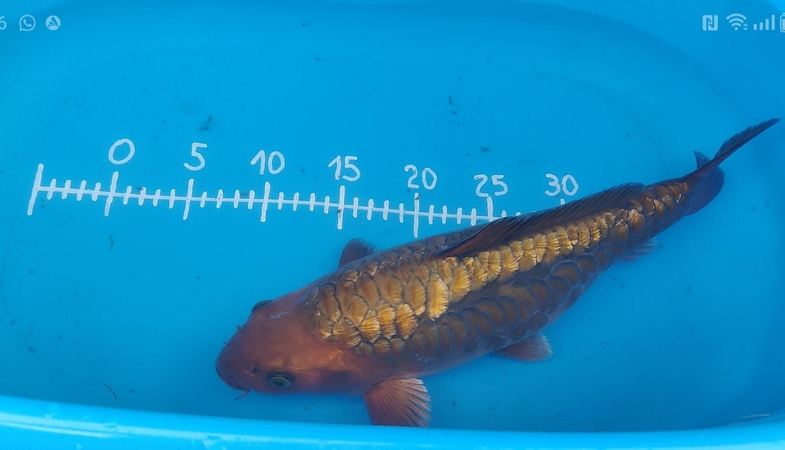 aragoke koi