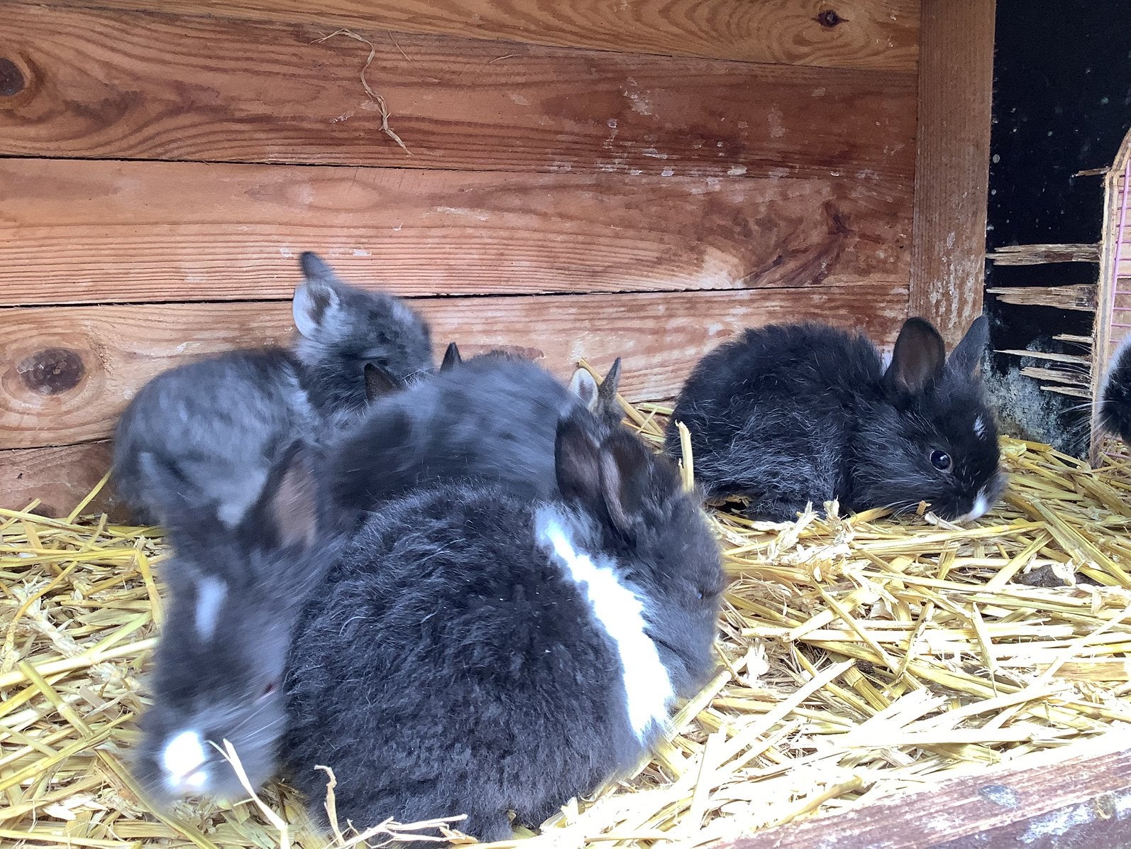 Jonge dwerg konijntjes, Femelle, Nain, 0 à 2 ans