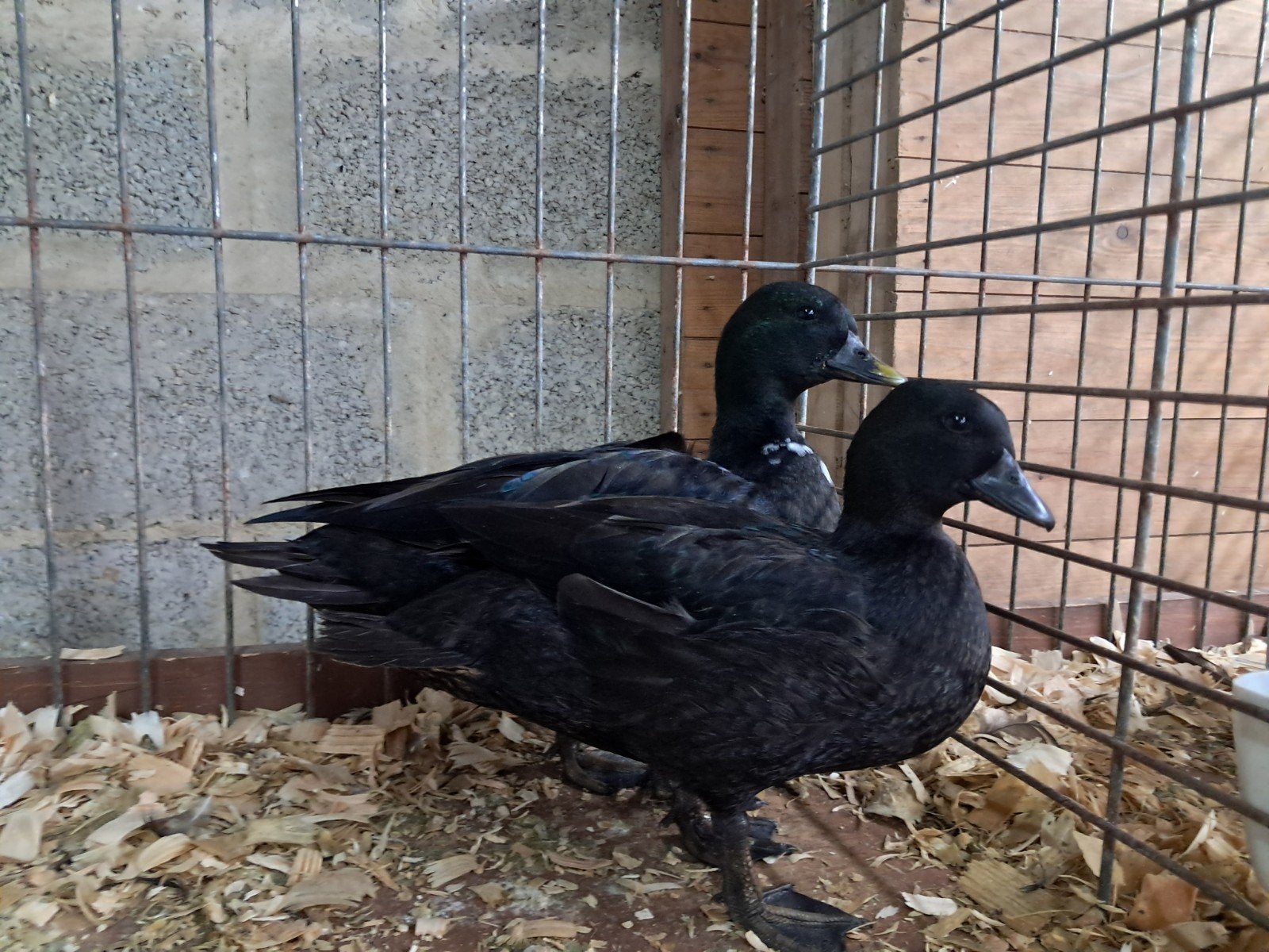 zwarte kwaker, Dieren en Toebehoren