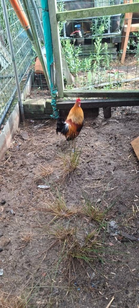 Hollandse krielen, Plusieurs animaux, Poule ou poulet