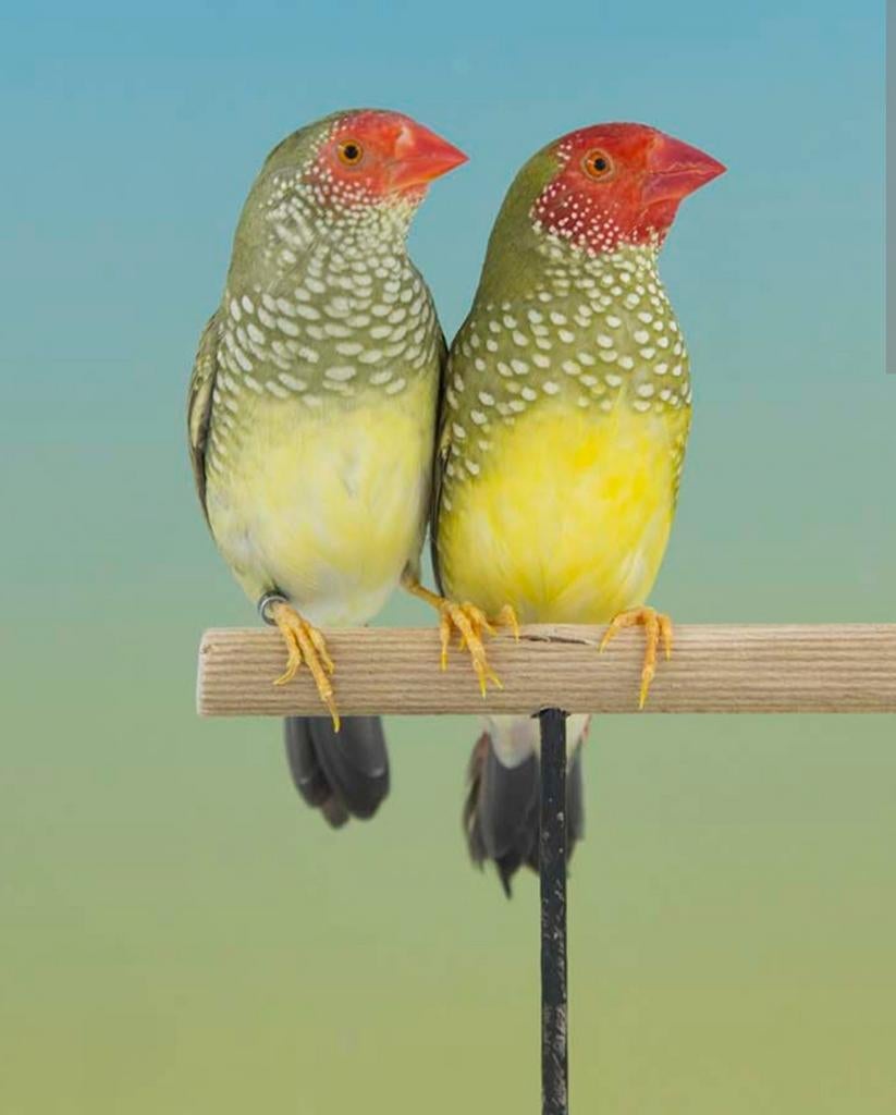 Mooie koppel binzenastrildes,roodkop, buitenvoliere, Dieren en Toebehoren, Vogels | Overige Vogels