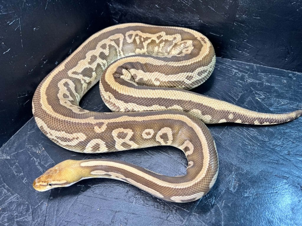 Ball python 0.1 Leopard pastel mojave DH pied/clown bewezen Ball Python - female for sale from shirley
