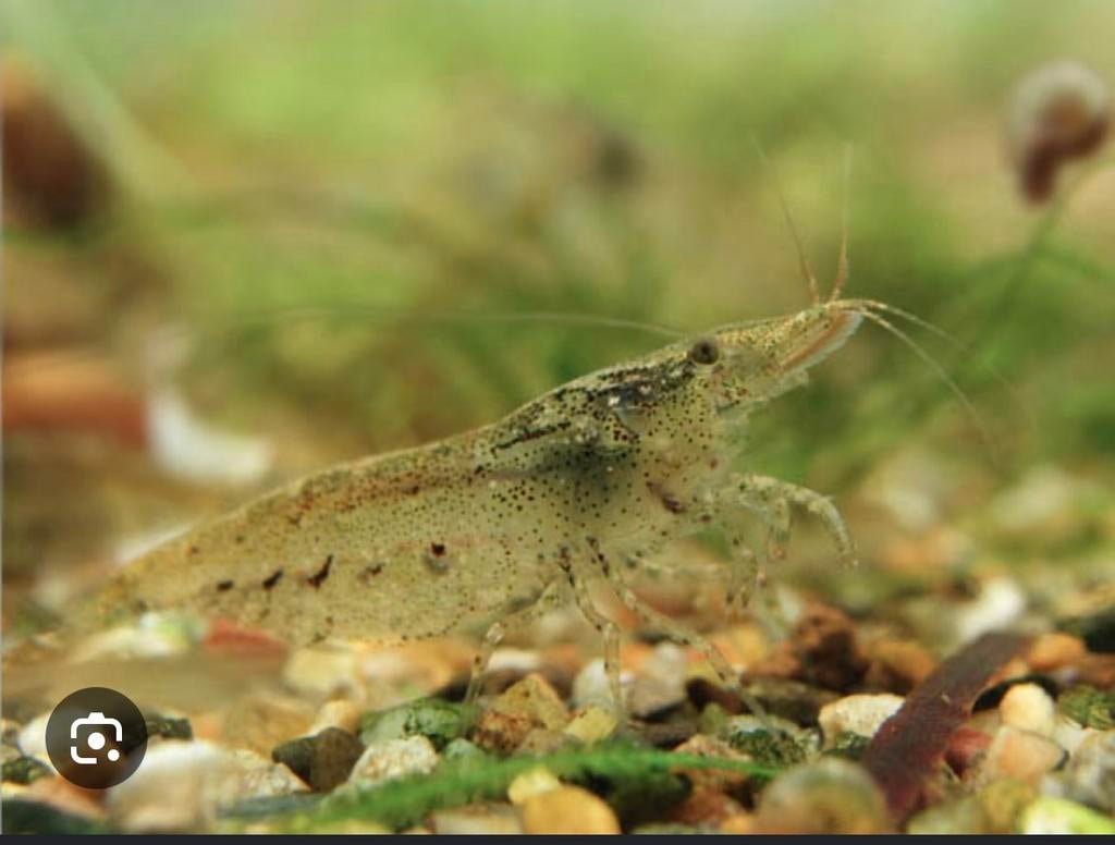 10 tot 15 Neocaridina garnaalen wild kleur, Dieren en Toebehoren, Vissen | Aquariumvissen