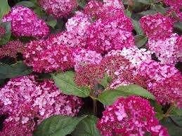 Hydrangea Ruby Annabelle, Enlèvement