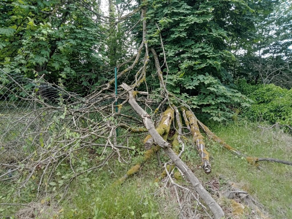 Gratis brandhout - omgevallen bomen, Tuin en Terras, Brandhout, Stammen, Ophalen