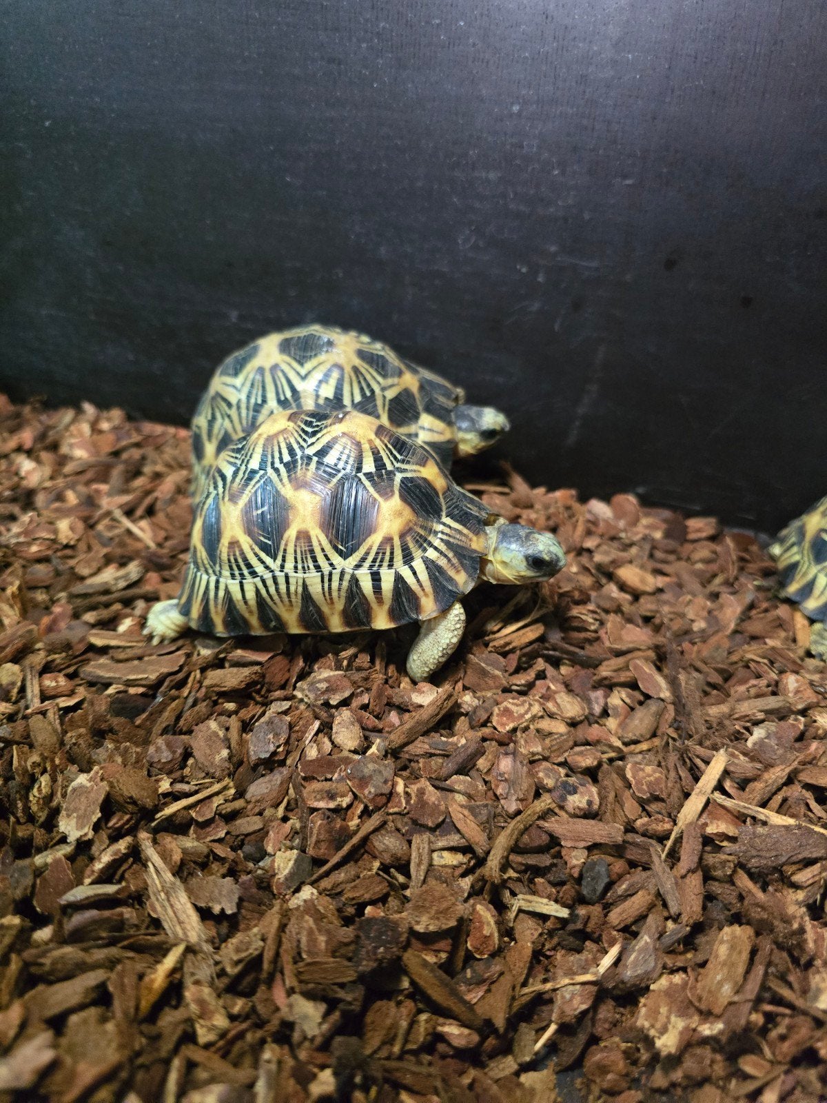 Prachtige stralenschildpadden (Astrochelys radiata), Dieren en Toebehoren, Amfibie