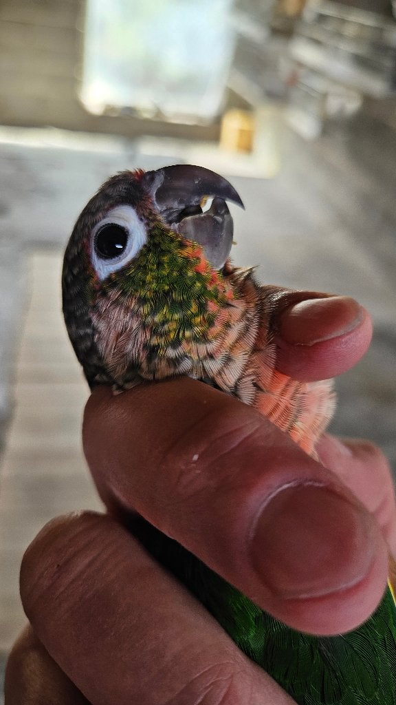 Pyrrhura molinae, Mâle, Perruche, Bagué