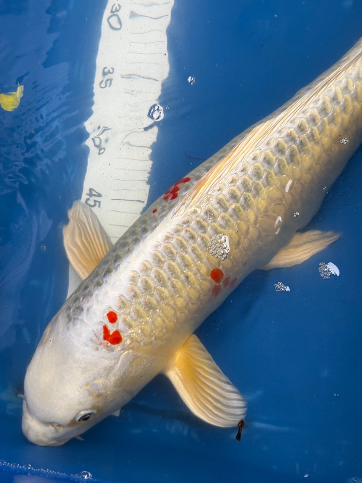 Koi, Dieren en Toebehoren, Karper of Koi