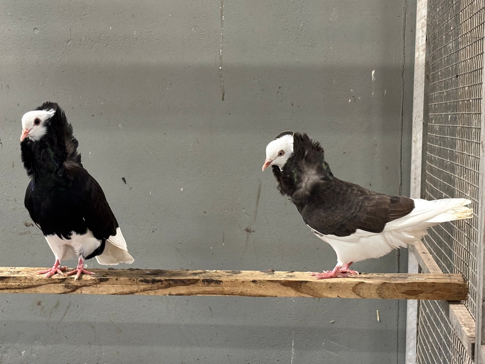Te koop: Sierduiven, Capucijners & Pauwstaarten, Animaux & Accessoires, Plusieurs animaux