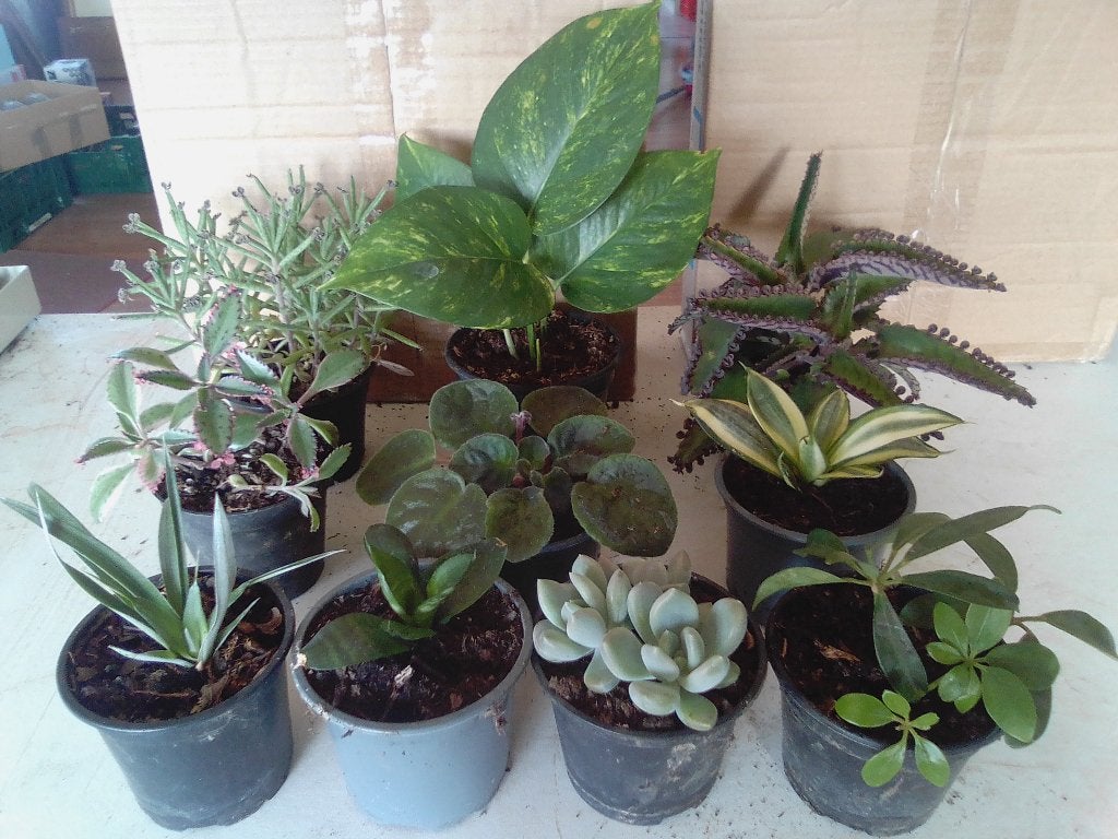 10 kamerplanten, Huis en Inrichting, Ophalen, Vetplant