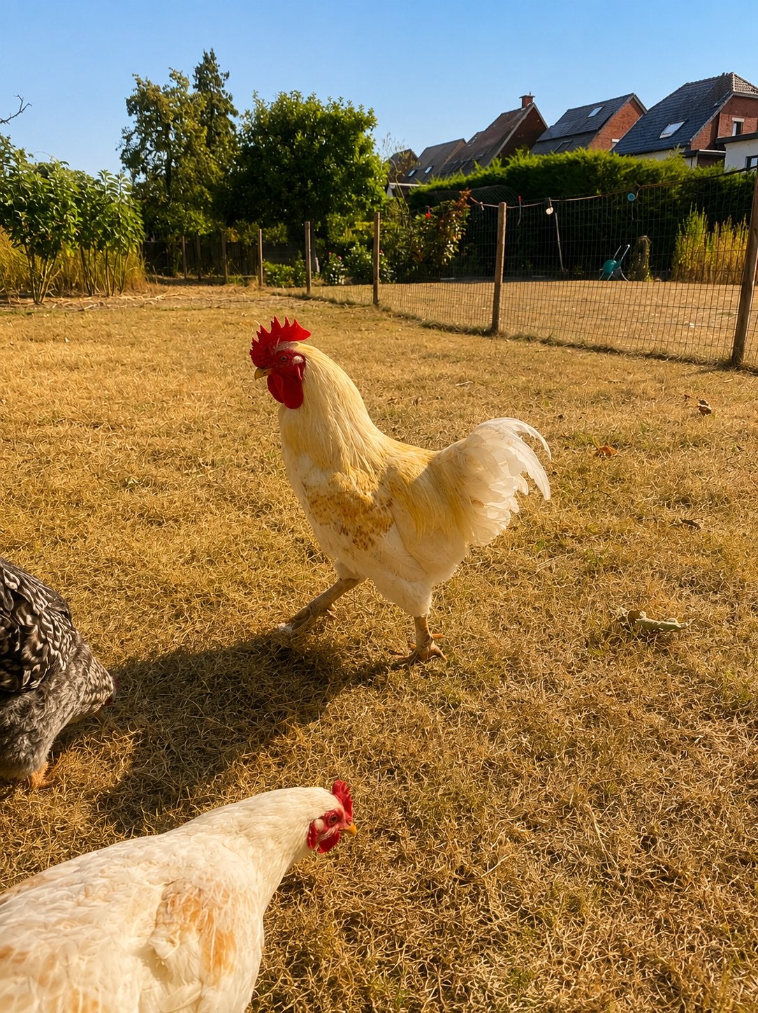 Haan, Mâle, Poule ou poulet