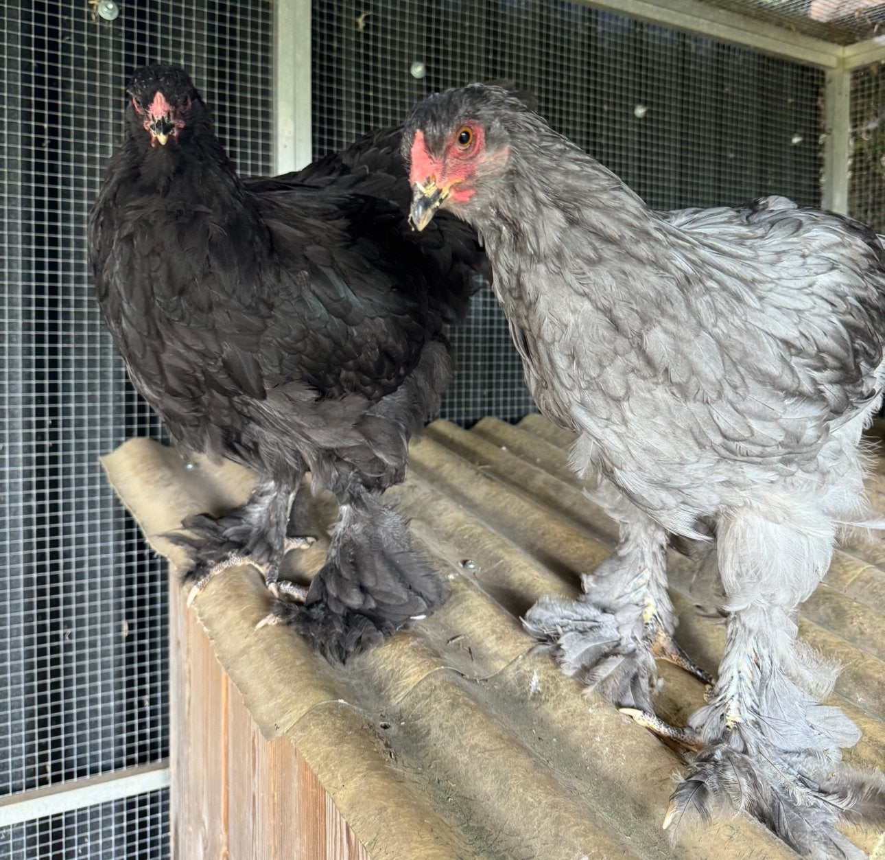 Couple Brahma bleu/noir
