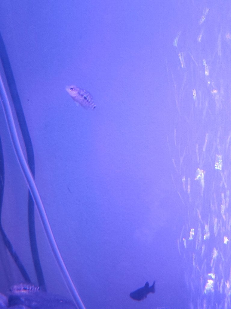 Texas chicliden, Dieren en Toebehoren, Vis, Zoetwatervis
