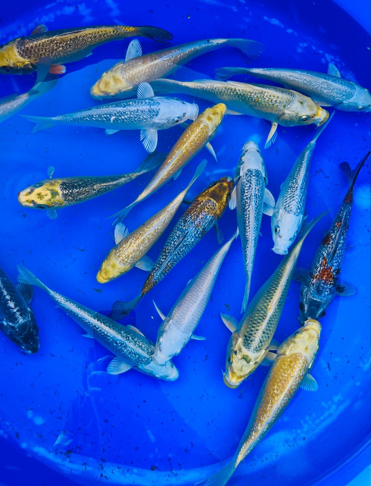 HQ Tosai Maruhiro Specials 16-20cm, en meer Tosai, Karper of Koi