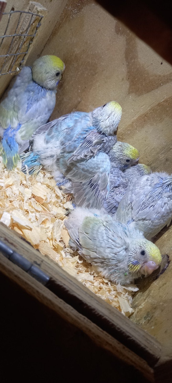 Regenboog grasparkieten, Dieren en Toebehoren, Meerdere dieren, Parkiet, Geringd