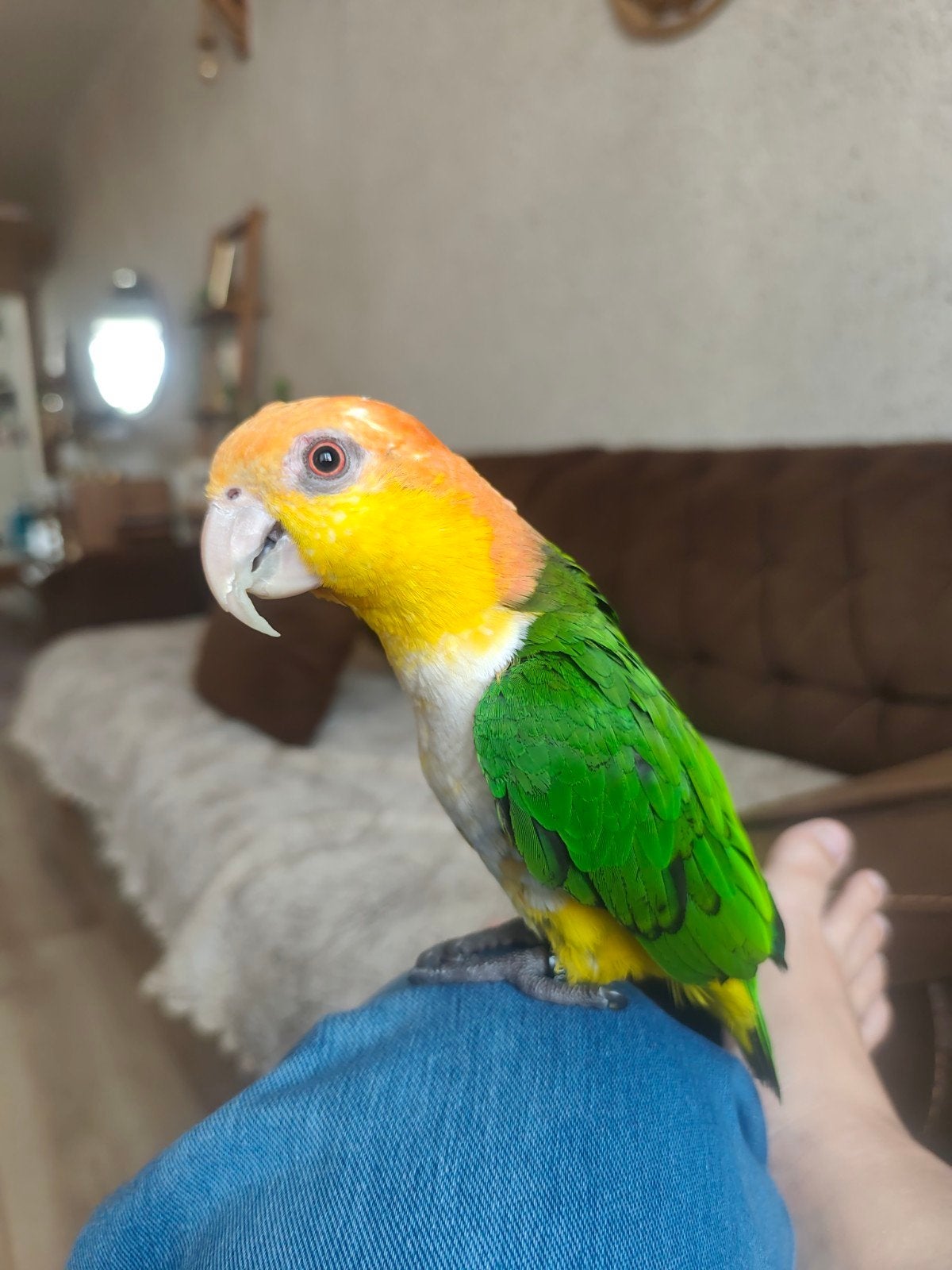 Man van 1 jaar, Dieren en Toebehoren, Vogels | Kanaries