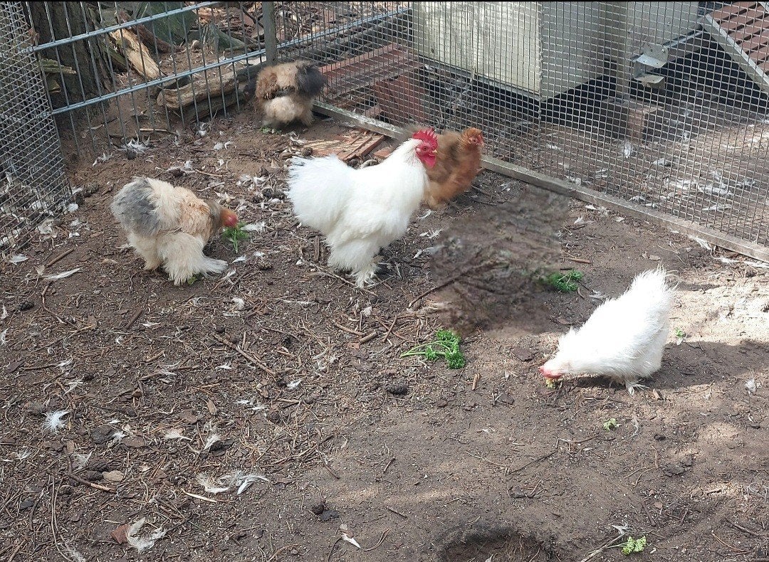 Cochin kriel zijdeveer nog zeldzaam, Dieren en Toebehoren, Meerdere dieren, Kip
