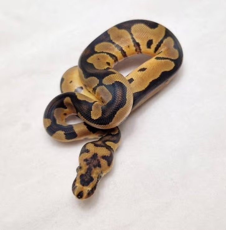 Clown het Desert ghost man Ball Python - male for sale from jurgen