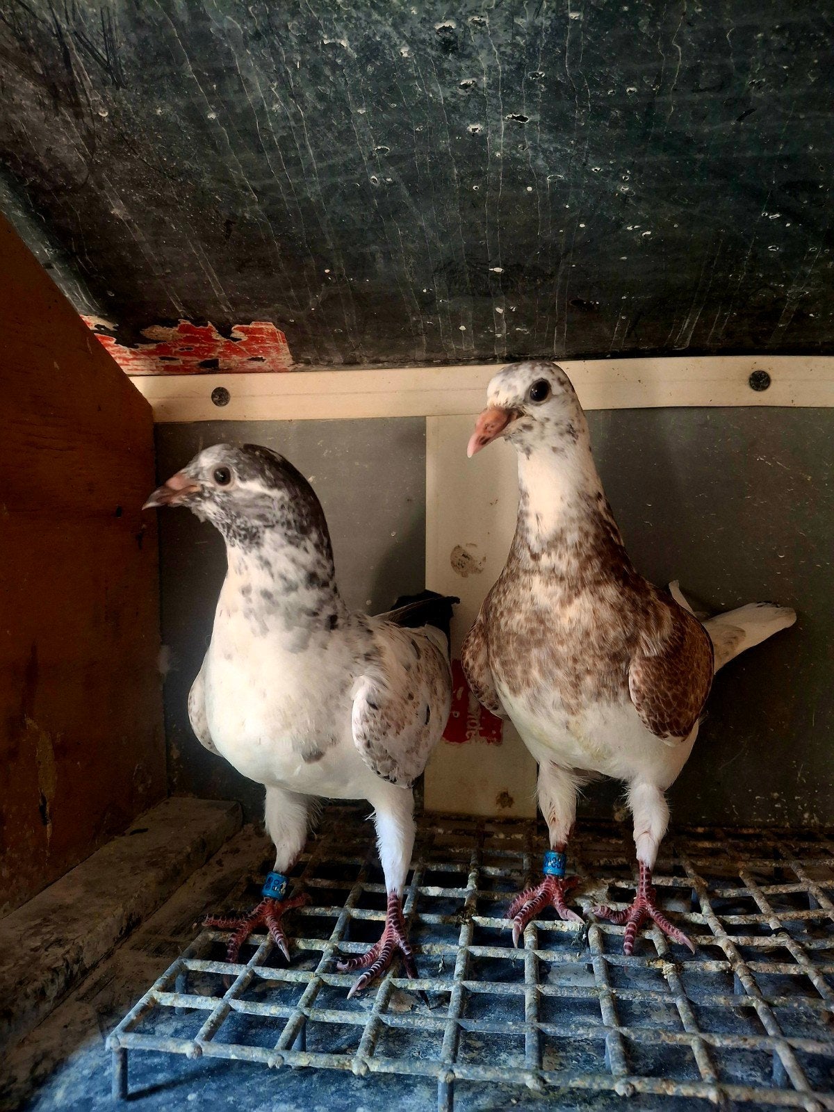 Jonge duiven, Dieren en Toebehoren