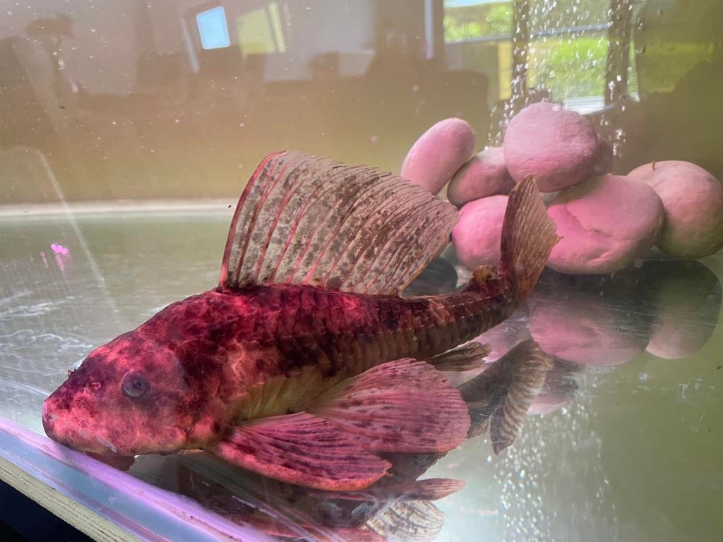 Pleco vis, Enlèvement, Comme neuf