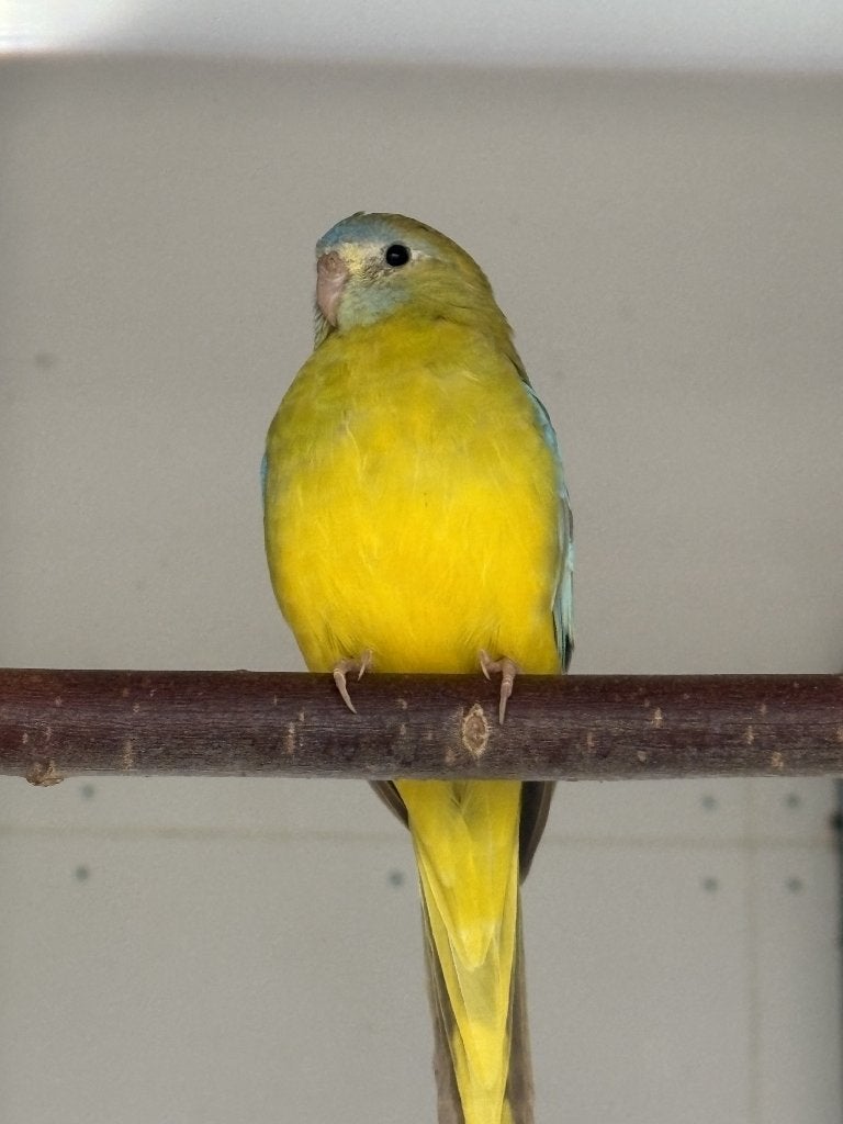 Kweekkoppel Turquoisine Cinnamon (geelbuik), Meerdere dieren, Parkiet, Geringd