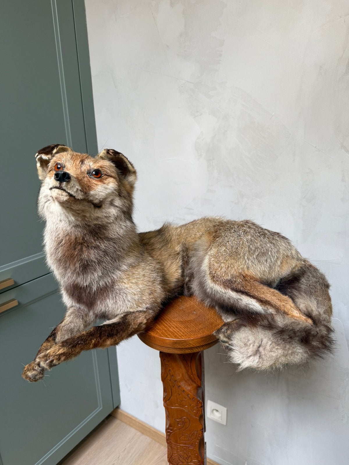 Taxidermie opgezette vos, Ophalen of Verzenden