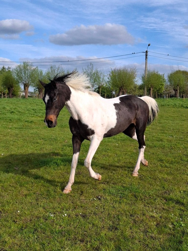 Weidemaatje, Gechipt, Ruin, Springpony, Zadelmak