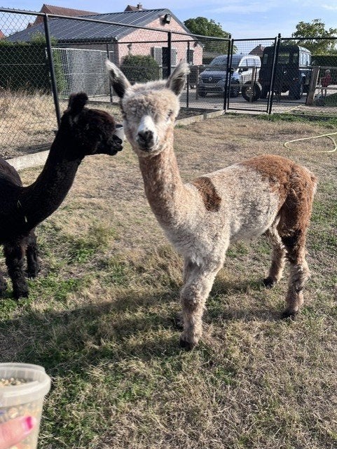 Trio alpaca's, Dieren en Toebehoren, April, Mannelijk