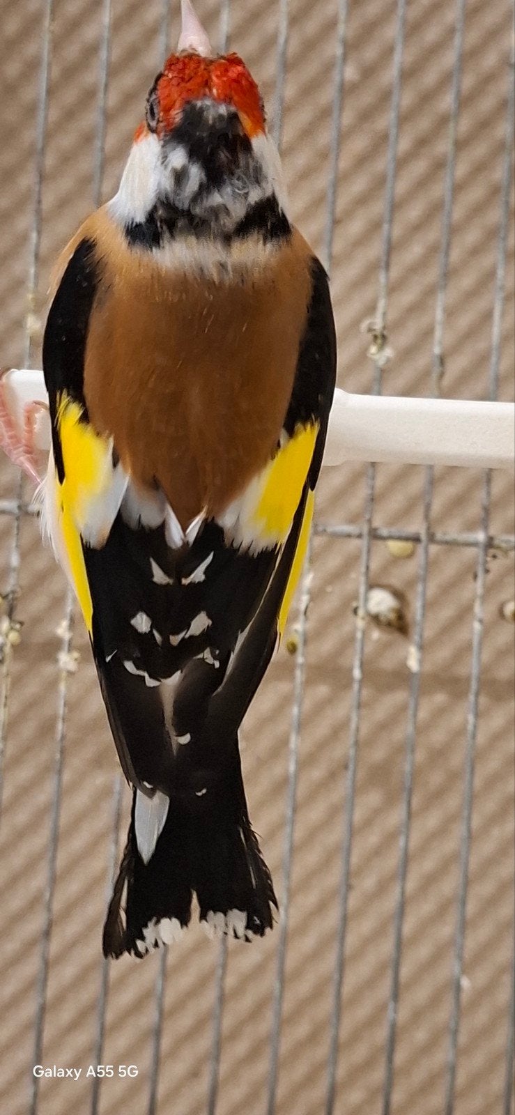 Male + femelle classique, Animaux & Accessoires, Oiseaux | Oiseaux Autre, Mâle