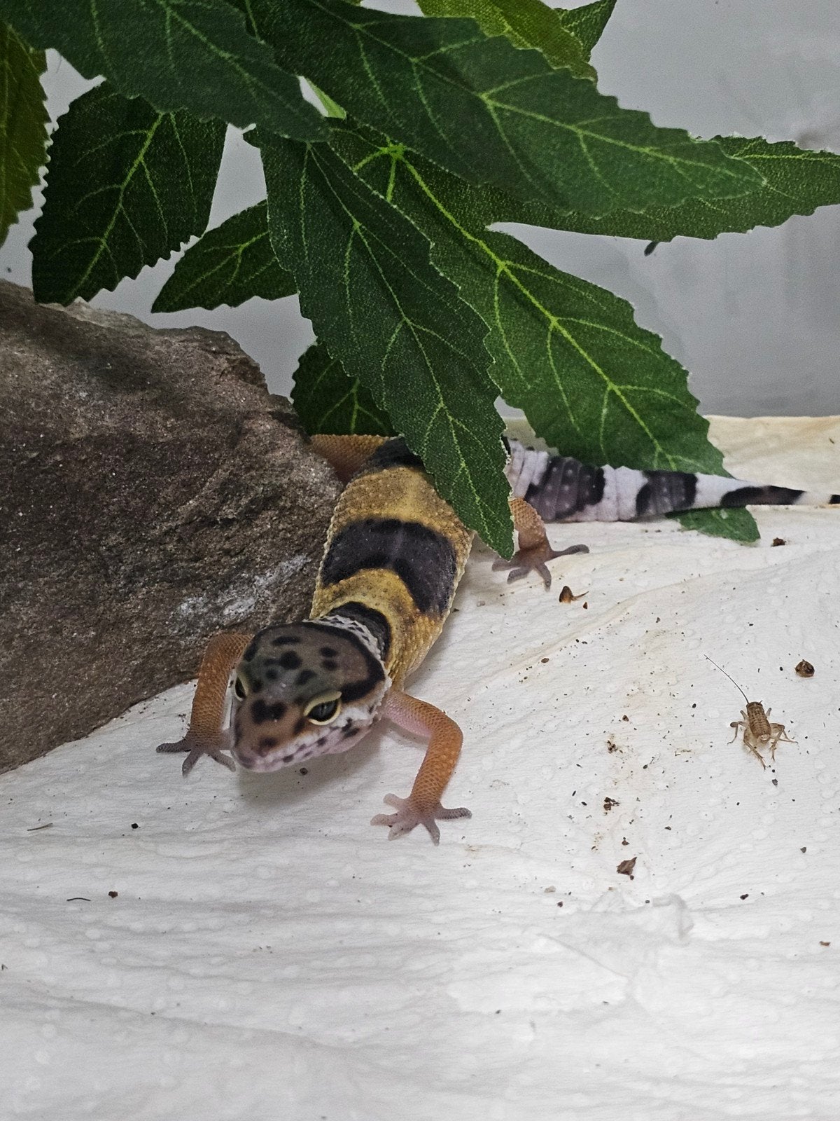 Vrouwelijke luipaardgecko luipaardgekko, Dieren en Toebehoren, Vrouwelijk, Tam