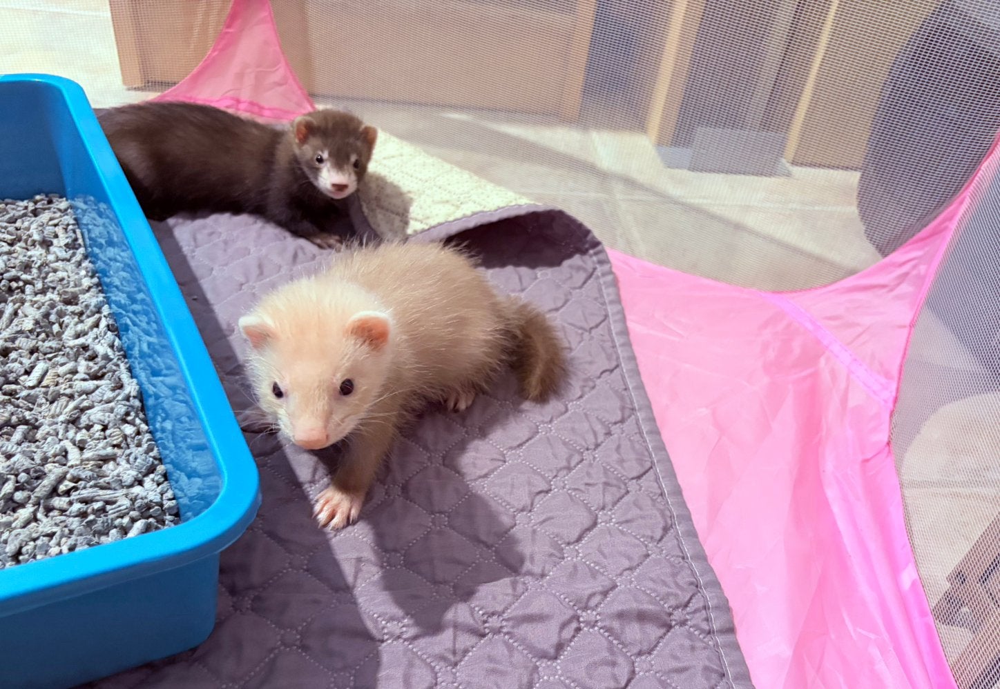 Nog 2 mooie lieve fretten pupjes, Juin, Plusieurs animaux