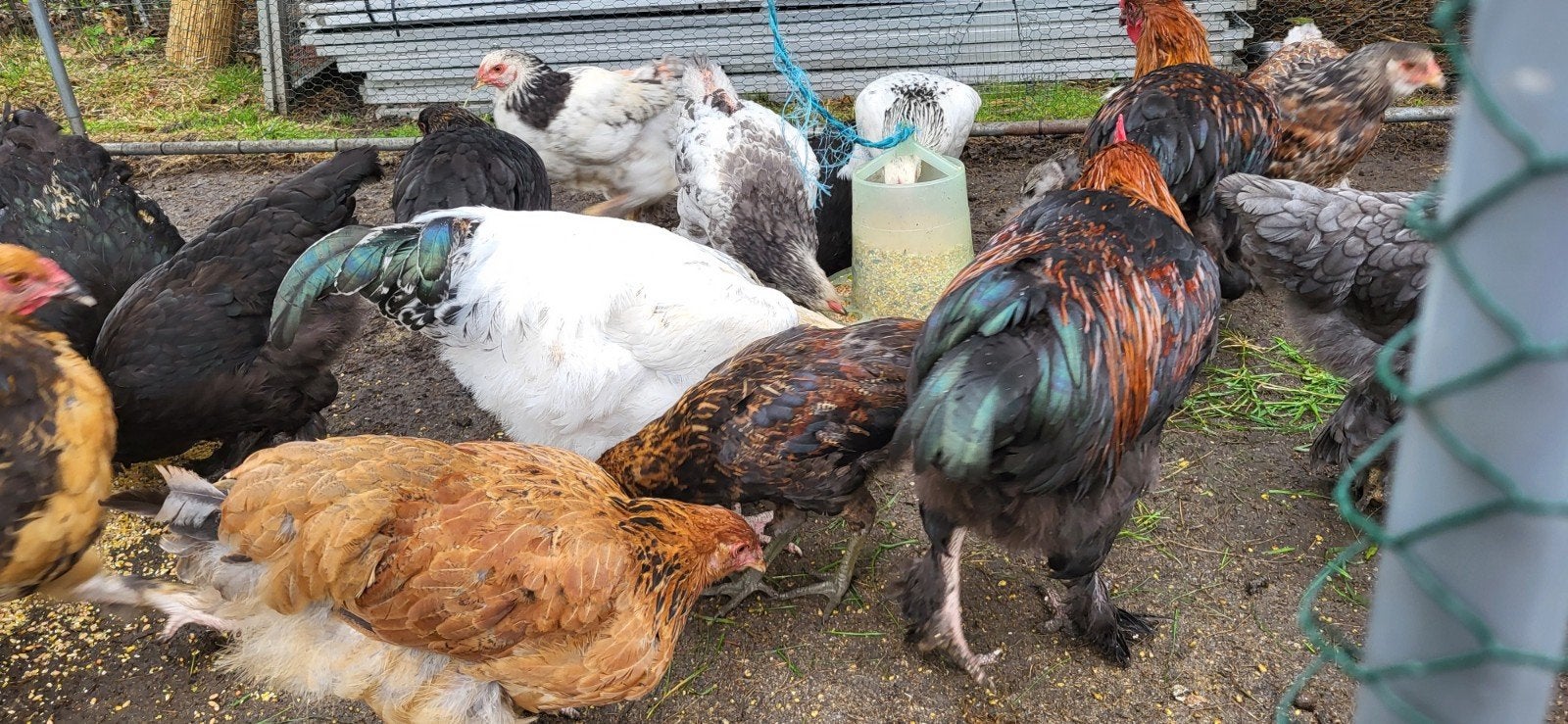 poule bramha  croisé  sussex, Animaux & Accessoires