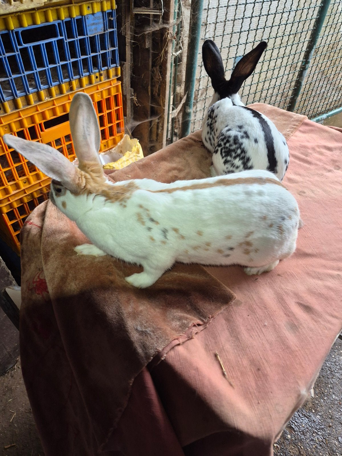Engelse vlinder  dalmantier, Dieren en Toebehoren, Vrouwelijk, Middelgroot, 0 tot 2 jaar