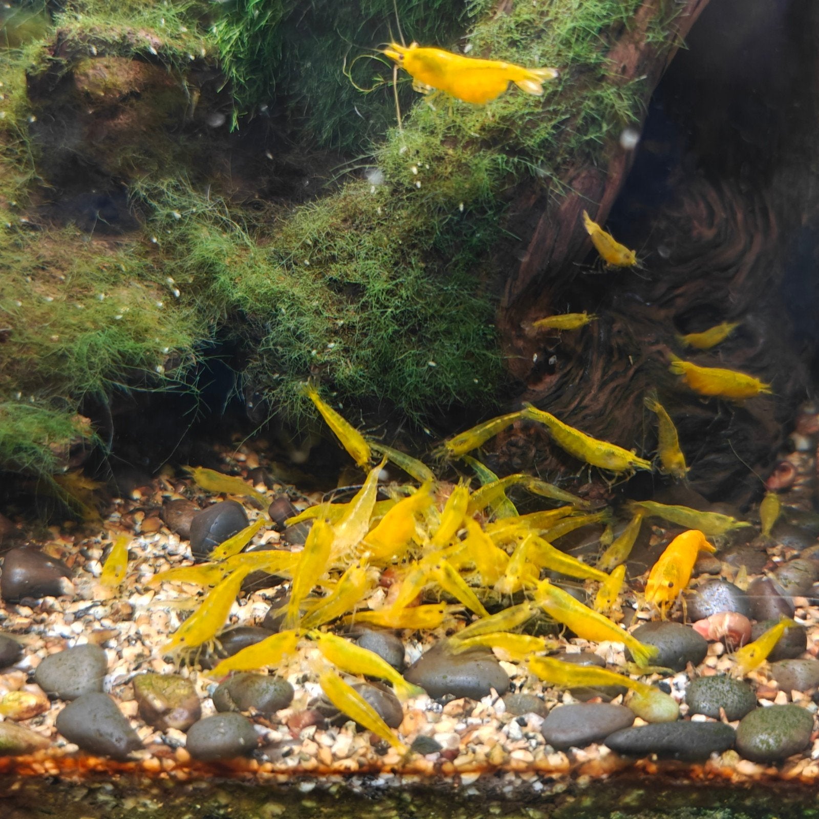 Neocaridina geel (citroengarnalen), Homard, Crabe ou Crevette, Poisson d'eau douce