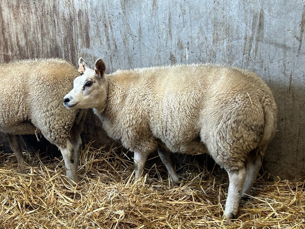 vrouwelijke jonge schapen, Animaux & Accessoires, Femelle, Mouton, 0 à 2 ans