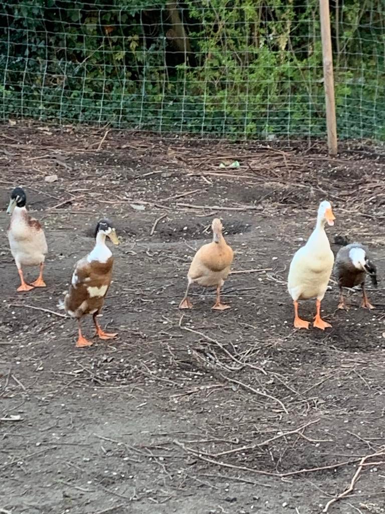 Broedeieren loopeenden, Dieren en Toebehoren, Pluimvee