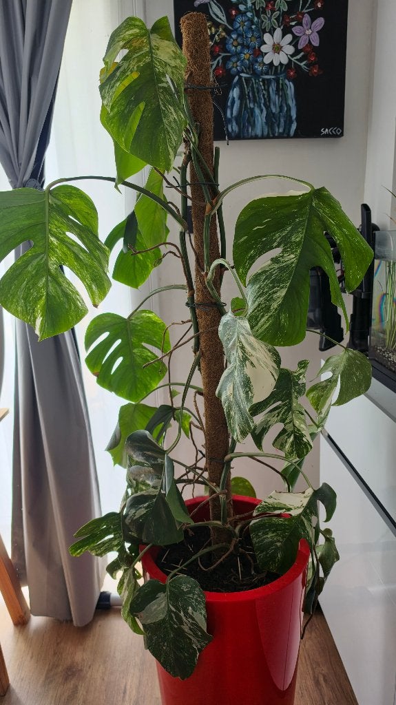 Monstera Variegata Albinos, Huis en Inrichting, Kamerplanten, Ophalen, Overige soorten, Minder dan 100 cm, Volle zon