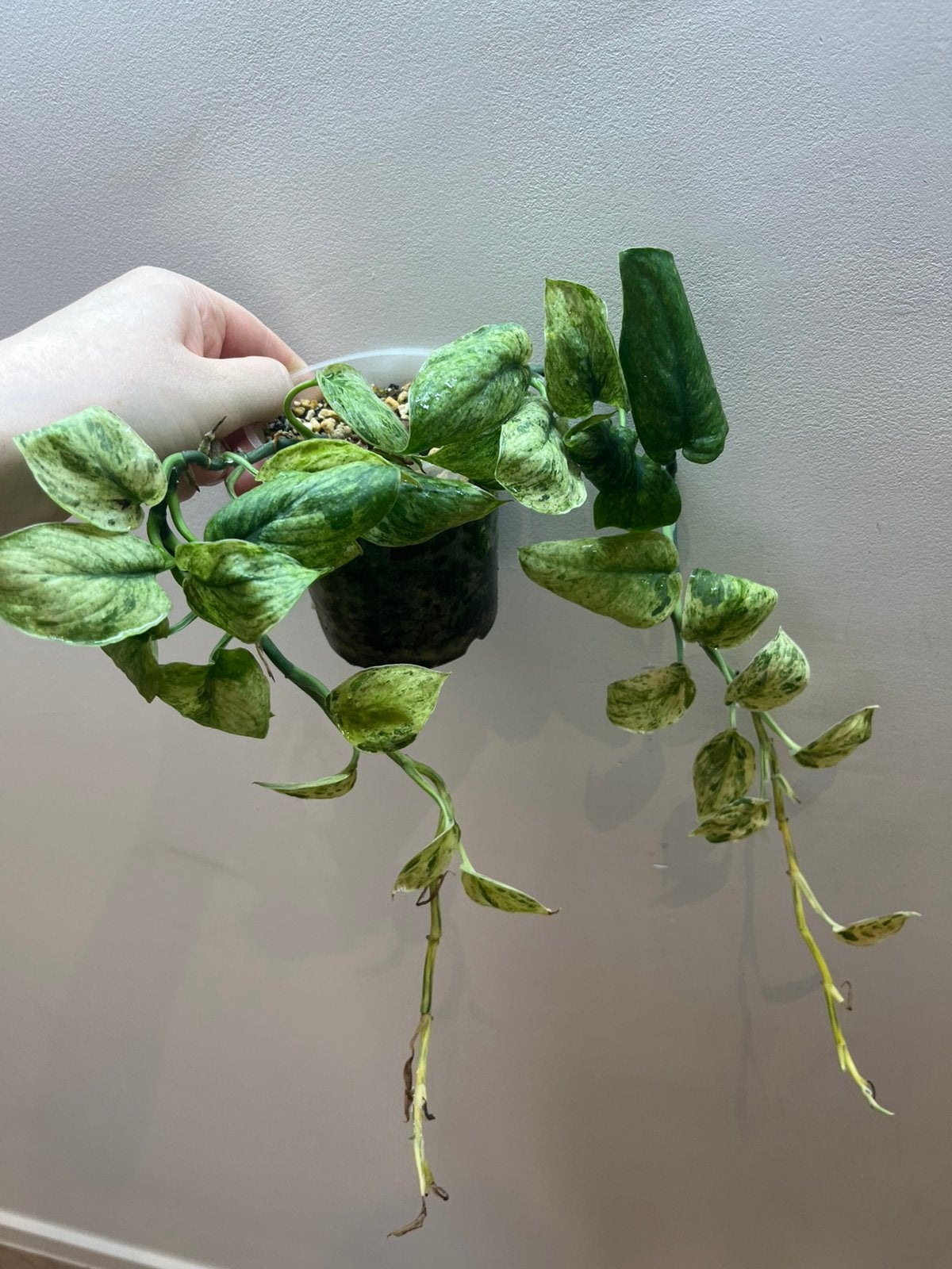 Scindapsus Jade Satin Mint Marble Variegated, Huis en Inrichting, Kamerplanten, Ophalen of Verzenden