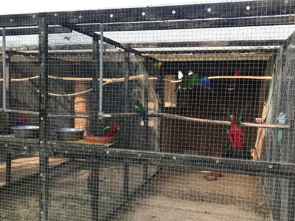 Groenvleugel koningen, Dieren en Toebehoren