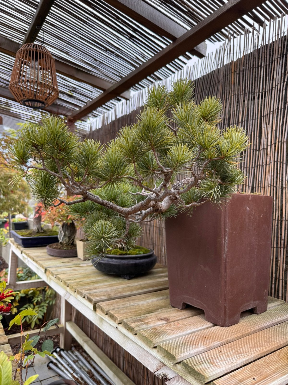 Bonsaï pinus pentaphylla - Pin blanc du japon, Jardin & Terrasse, En pot, Moins de 100 cm, Plein soleil, Autres espèces