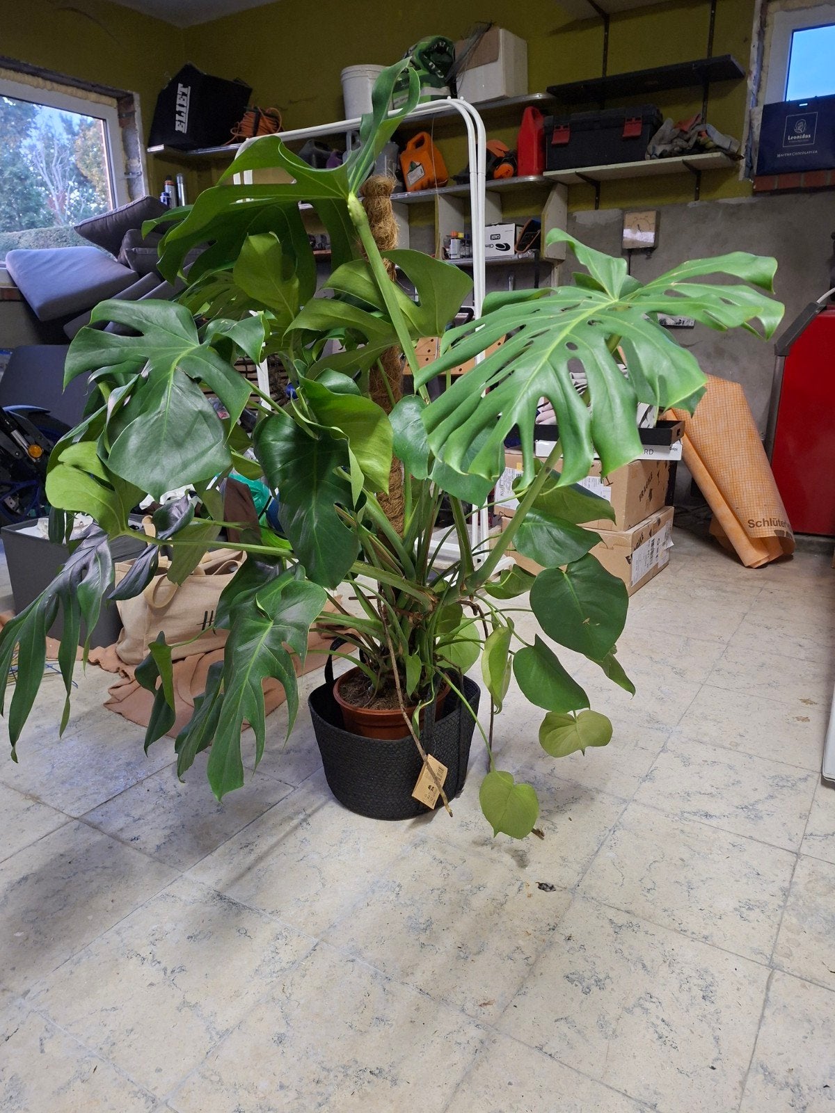 monstera deliciosa +-150cm, Tuin en Terras, Ophalen of Verzenden