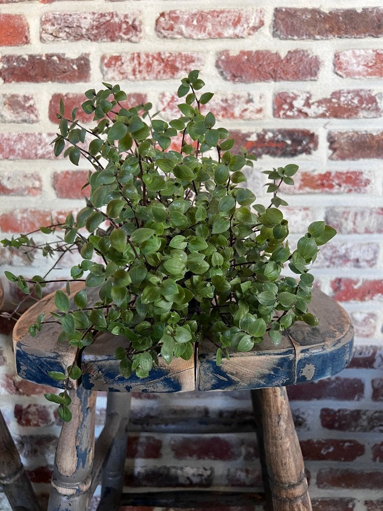 Planten, Tuin en Terras, Planten | Tuinplanten, Ophalen