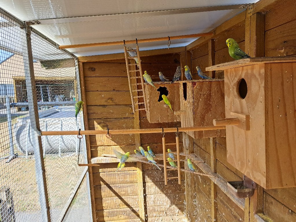 Jonge grasparkieten, Dieren en Toebehoren, Vogels | Parkieten en Papegaaien