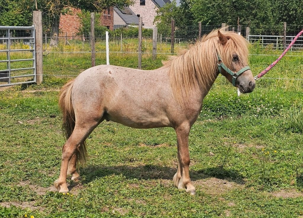 Mini paardje van 2024, Étalon